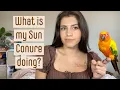 Understanding Sun Conure Body Language