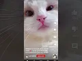 Download Lagu mano billi😽😽#trendingshorts #youtubeshorts #cute #vairal .