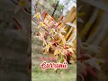 Download Lagu Dendrobium Carronii Spesies Merauke, kondisi knop mekar semuaaa😍 #anggrekmurah #anggrek