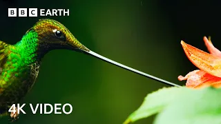4 Hours Of Remarkable Wildlife Narrated By David Attenborough | 4K UHD | BBC Earth