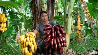 Beauty Banana – A Banana with Both Looks and Flavor