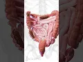 Download Lagu 🚨 Understanding Constipation: A Closer Look at the Colon 🚨 #anatomy
