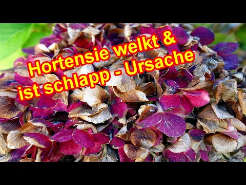 Hortensie Schlapp Trotz Wasser