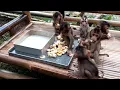 Download Lagu It seems like all the baby monkeys are scolding me! LALA THE MONKEY