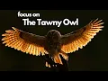 Focus on the Tawny owl - Twit Twoo the most common owl in the UK