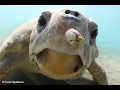 What Are Barnacles Sea Turtle Science