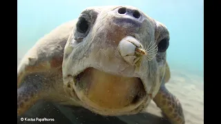 What Are Barnacles Sea Turtle Science