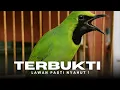 Download Lagu Ampuh Banget! Masteran Cucak Ijo Bikin Burung Makin Ngotot\