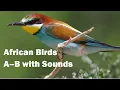 Download Lagu African Birds A–B with Sounds | Bird ID, Gender Differences \u0026 Maps