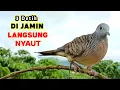 Lagu Suara Burung Perkutut Pikat Gacor Terbaru Di Jamin Langsung Nyaut 