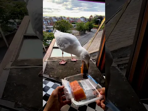 Double Salmon Pet Seagull Inhalation!