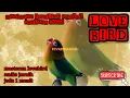 Download Lagu Masteran lovebird ngekek panjang terbaru 2022//jeda 1 menit