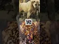 TURKISH KANGAL VS LEOPARD LION TIGER CAUCASIAN SHEPHERD CANE CORSO DOGO ARGENTINO WOLF COMPILATION