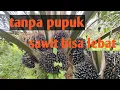 Download Lagu tanpa pupuk sawit buah lebat ini rahasia merunningnya