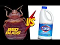 How to Use Bleach To Kill Bed Bugs FAST