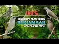 Download Lagu AUDIO PIKAT SUARA CUCAK KOMBO AMPUH BETINA MEMANGGIL JANTAN KAWIN KEJEPIT PINTU