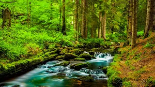 Music Heals The Heart And Blood Vessels Calming Music Restores The Nervous System Relaxing 