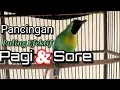 Download Lagu CUCAK RANTING GACOR FULL ISIAN || PANCINGAN CUCAK RANTING