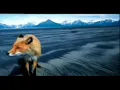 Grizzly Man - Timothy Treadwell re-enactment of final Most realistic