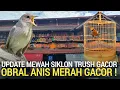 PASAR BURUNG ! OBRAL ANIS MERAH TELER 1JT FULL SET SIKATAN LONDO TRUSH PASAR BURUNG PRAMUKA 