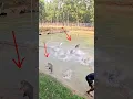 Download Lagu Video Memancing Ikan dengan Jaring yang Menakjubkan 🔥 #ikan #video #viral #celana pendek #amerika #inggris #indonesia