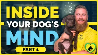 How Dogs Think | Inside the Mind of Man’s Best Friend