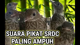 Download SUARA PIKAT DAN PANCINGAN SRDC PALING AMPUH #soundrtapbird MP3