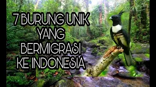 Download 7 burung unik yang bermigrasi ke indonesia MP3