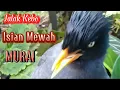 Download Lagu Rasa MURAI Jalak Kebo Gacor Isian Mewah || Pancingan Auto Nyamber