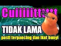 Lagu pancingan SIULAN ANIS MERAH membangkitakan birahi dan merangsang untuk bunyi