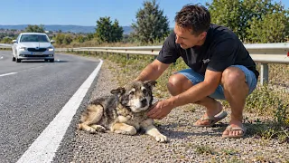 Senior Dog Kept Falling on the Highway Until Someone Finally Stopped