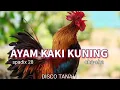 Download Lagu AYAM KAKI KUNING - SPADIX 28 CHA-CHA DISCO TANAH