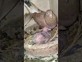 Download Lagu gerwa pair ✌👈❤ #pigeonlover #petology #shortvideo