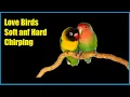 Download Lagu Love birds hard and soft chirping | lovebird 
