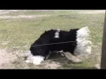 Download Lagu Ostrich Dance