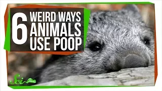 Download Fecal Shields, and 5 Other Ways Animals Use Poop MP3