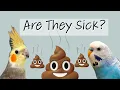 Is Your Bird s Poop Normal Recognizing Red Flags