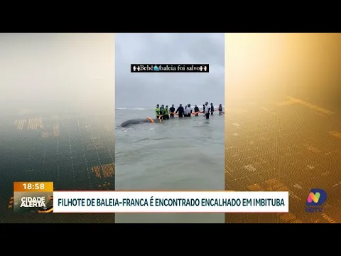 Filhote de baleia-franca é encontrado encalhado em Imbituba