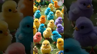 مجموعة صيصان كيوت ملونة مع أصواتها الساحرة مملكة الحيوانات صيصان Birds Cute Funny 