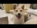 [Pepper the Shiba] good boi loves to smile