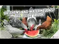 Can Chickens Eat Watermelon