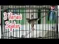 PANCINGAN CIBLEK SAWAH GACOR 3 VARIASI, CIBLEK SAWAH PASTI NYAUT !