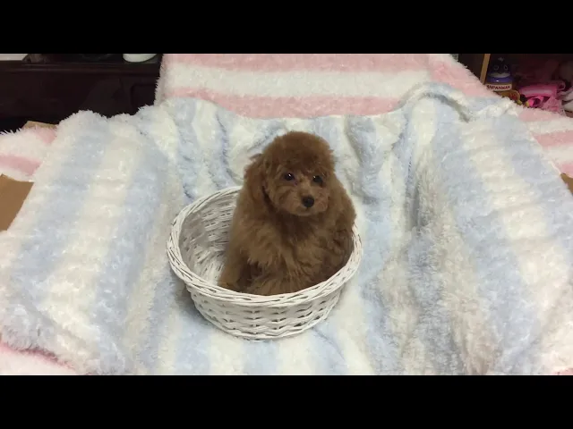 動画