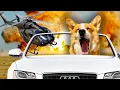 Corgi vs Goldendoodle Who wins