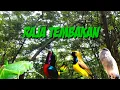 Download Lagu Masteran Burung Kecil‼️Paling Joss Raja Tembak