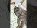 Download Lagu ketika kucing ngantuk..#catvideos #cat#kucinglucu #funny #catvideos #cute #videokucing