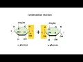 Macromolecule Carbohydrates Animation