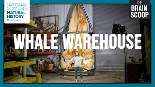 Inside the Whale Warehouse!