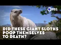 Did These Giant Sloths Poop Themselves to Death
