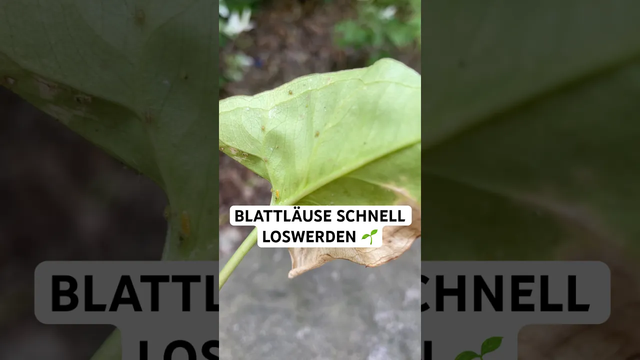 Blattläuse erkennen und loswerden 🌿 So schützt du deine Pflanzen mit Neemöl und Florfliegenlarven!